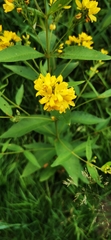 Lysimachia vulgaris