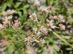 Eupatorium formosanum
