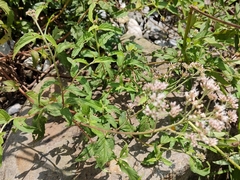 Eupatorium formosanum