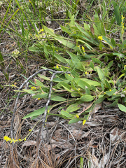 Synaphea petiolaris