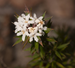 Leucopogon capitellatus