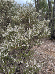 Leptospermum spinescens