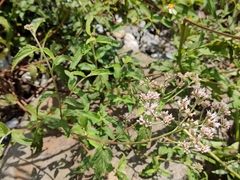 Eupatorium formosanum