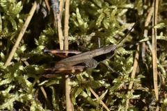 Chloealtis conspersa