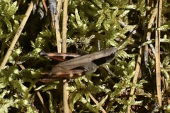 Chloealtis conspersa