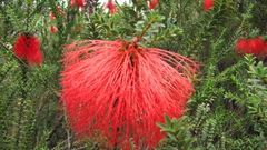 Melaleuca sparsa
