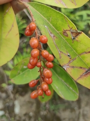 Citharexylum caudatum