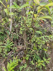 Citharexylum caudatum