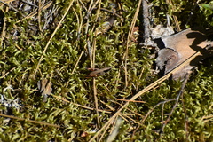 Chloealtis conspersa