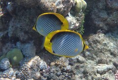 Chaetodon melannotus