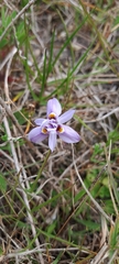 Moraea setifolia