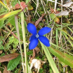 Gentiana bavarica