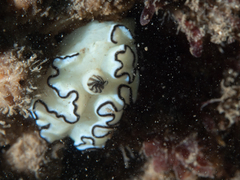 Doriprismatica atromarginata