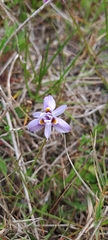 Moraea setifolia
