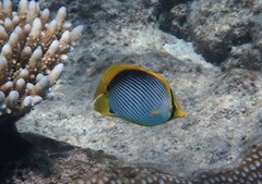 Chaetodon melannotus