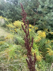 Rumex confertus