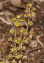 Drosera stolonifera