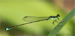 Ischnura capreolus
