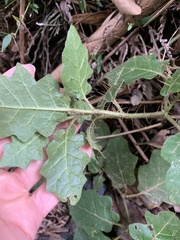 Solanum pungetium