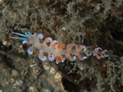 Phyllodesmium poindimiei