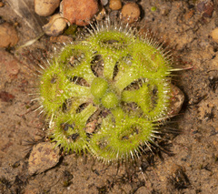 Drosera glanduligera