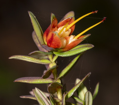 Darwinia citriodora