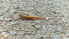 Lissotriton vulgaris