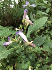 Strobilanthes formosana
