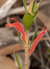 Adenanthos barbiger