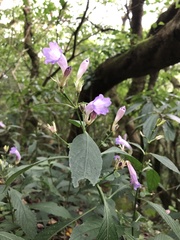 Strobilanthes formosana