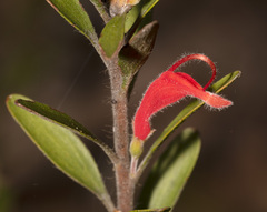 Adenanthos barbiger