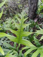 Polypodiaceae