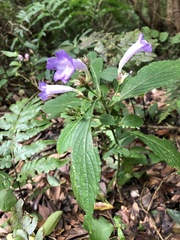 Strobilanthes formosana