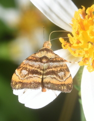 Choreutis amethystodes