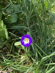 Convolvulus
