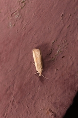 Bactra