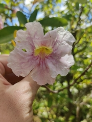 Tabebuia heterophylla