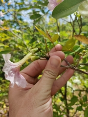 Tabebuia heterophylla