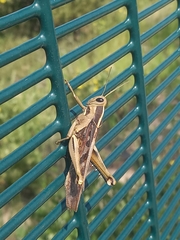 Acanthacris ruficornis