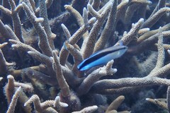 Labroides dimidiatus