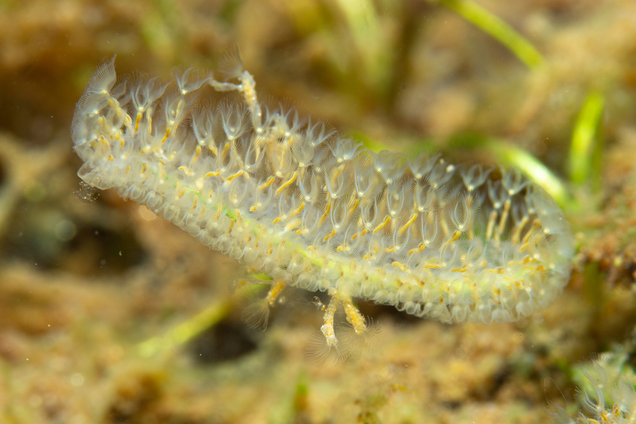 Cristatella mucedo Cuvier, 1798