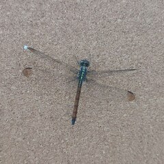Lathrecista asiatica