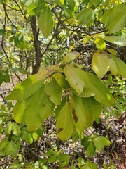 Tabebuia heterophylla