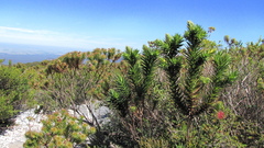 Andersonia axilliflora