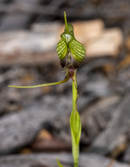 Pterostylis barbata