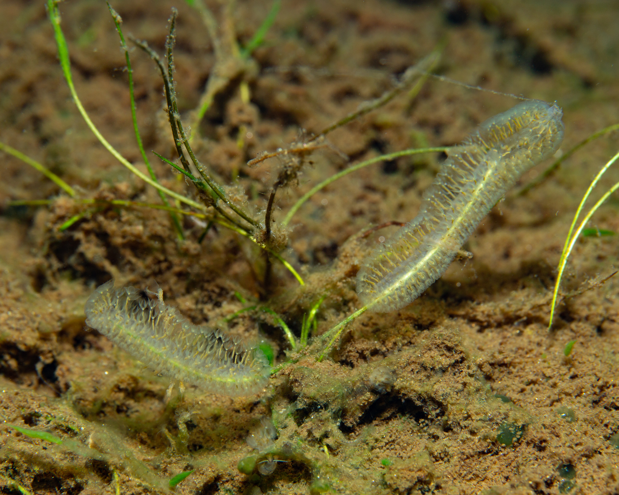 Cristatella mucedo Cuvier, 1798