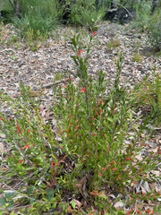 Adenanthos barbiger