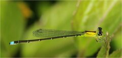 Ischnura capreolus