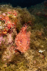 Scorpaena scrofa