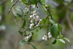 Psychotria serpens